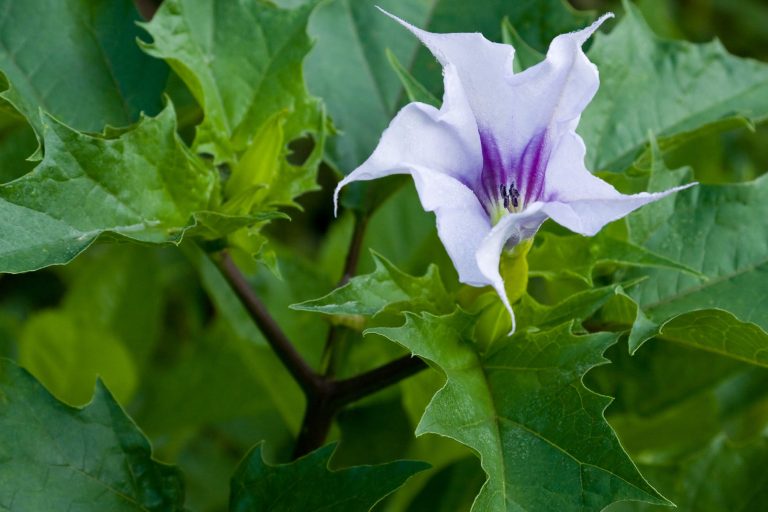 Jimson Weed Facts And Myths