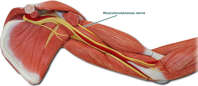 musculocutaneous nerve