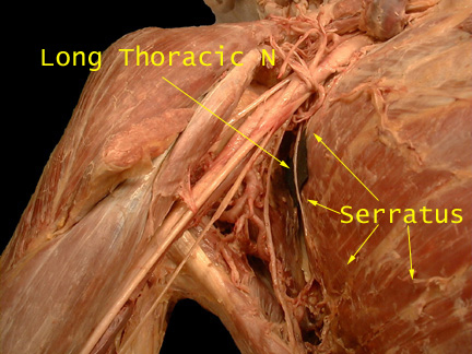 The Pathology Of The Long Thoracic Nerve (Thoracic Nerve)