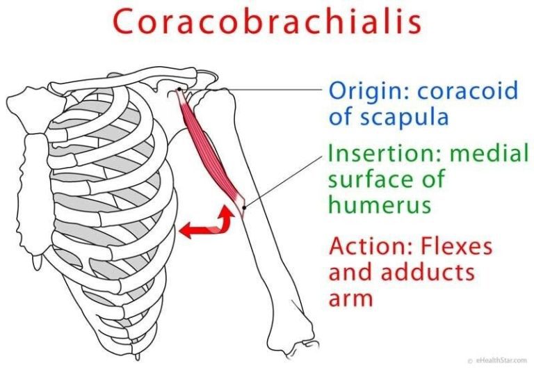 Coracobrachialis – An Overview