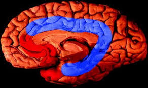 Cingulate Gyrus and Its Linked to Emotions?
