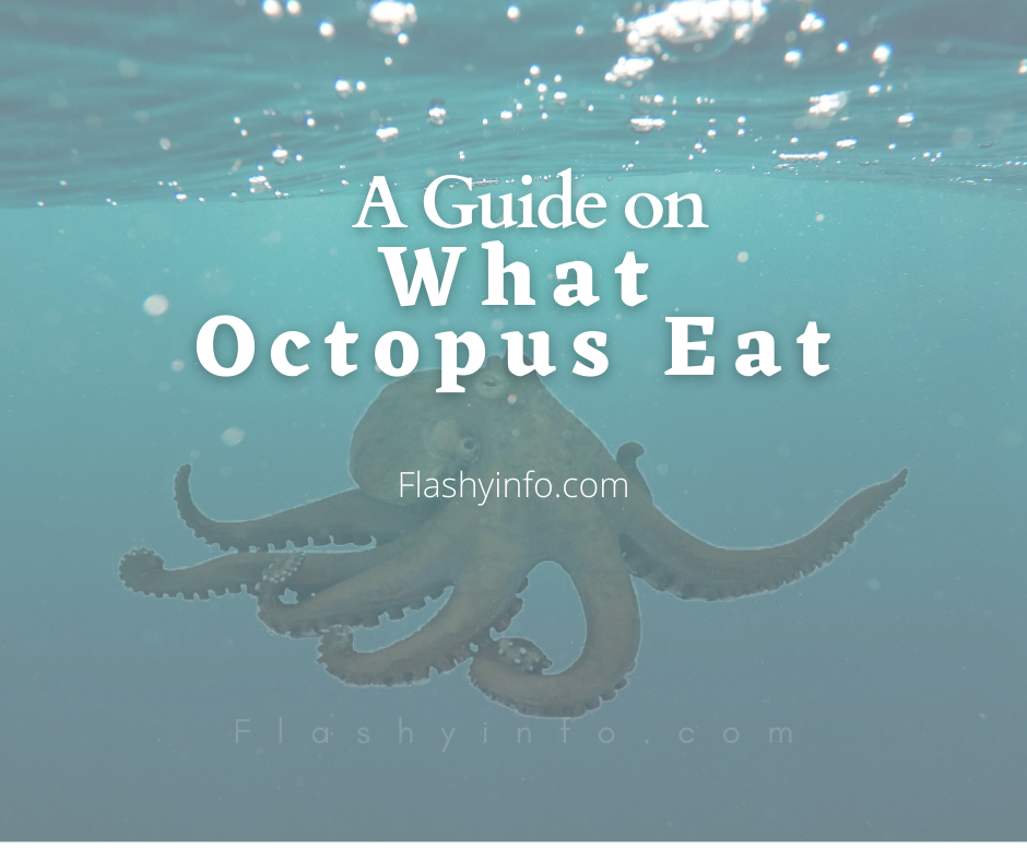 what do octopus eat