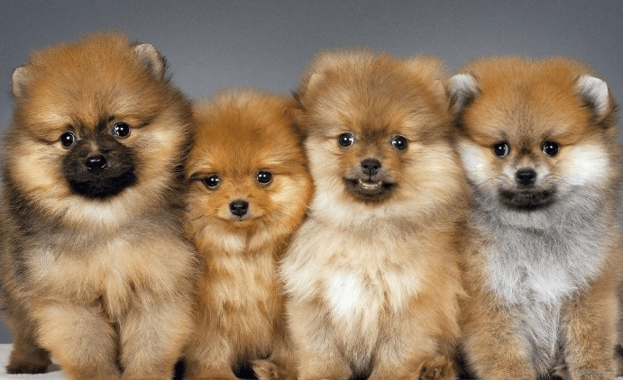 Pomeranian Behavior Characteristics