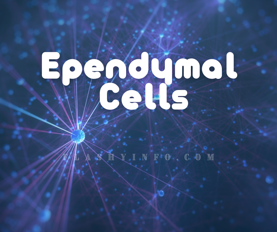 Ependymal cells