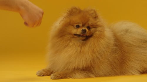 Be a Good Owner of Pomeranian Angry