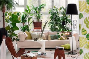 Where to Place Aesthetic Plants