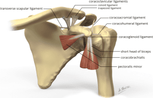 Anatomy of Coracoid Process