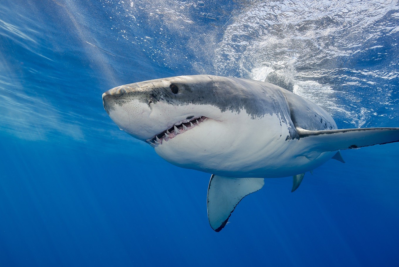 How Many Bones Do Sharks Have - Types and Species