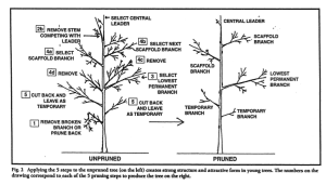 Tree Branch Structure - How to Evaluate It