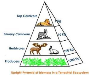 Third Pyramid of Biomass. The Functional Pyramid of Biomass