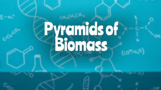 pyramids of biomass