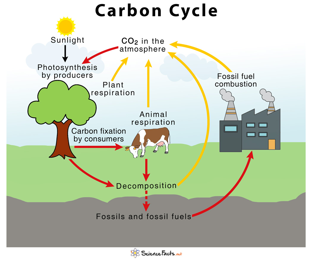 what role does cellular respiration play in the carbon cycle
