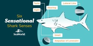 How Much Senses Do Sharks Have?