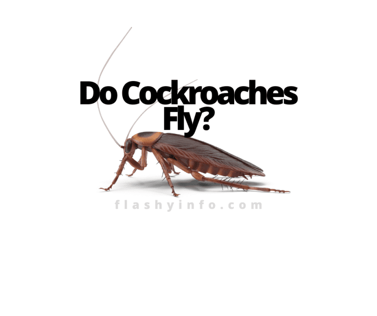 Do Cockroaches Fly – The Answer May Surprise You