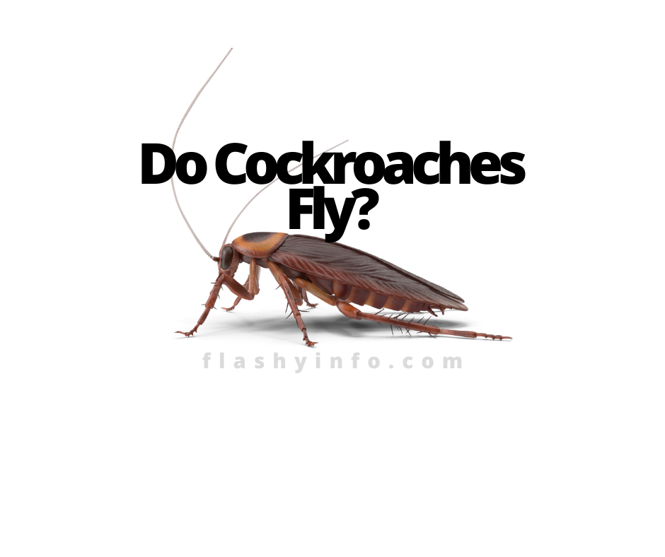 do cockroaches fly
