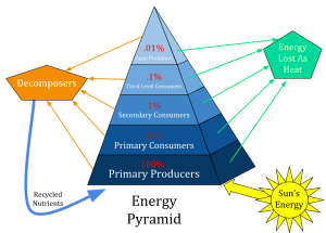 Second Pyramid of Biomass, Metabolic or Exorganic Pyramid