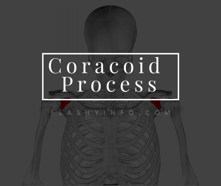 Coracoid Process – How Does it Affect Vision