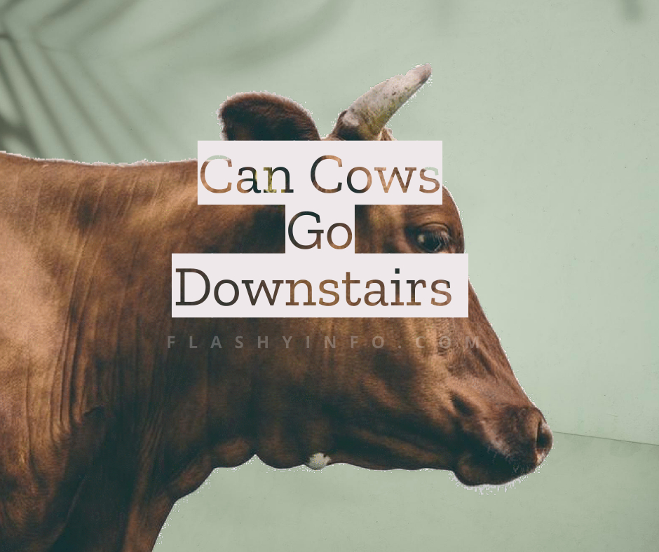 can cows go downstairs