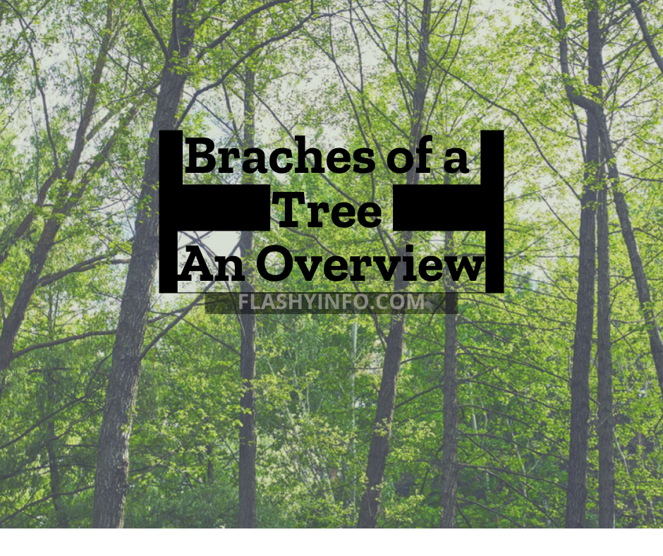 Branches of a Tree - An Overview