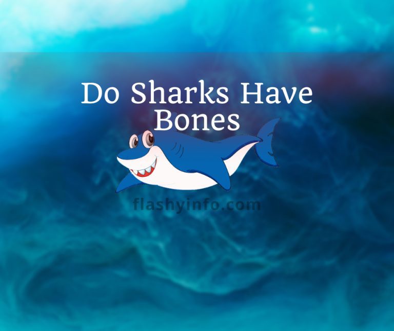 How Many Bones Do Sharks Have