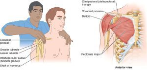 Location of Coracoid Process