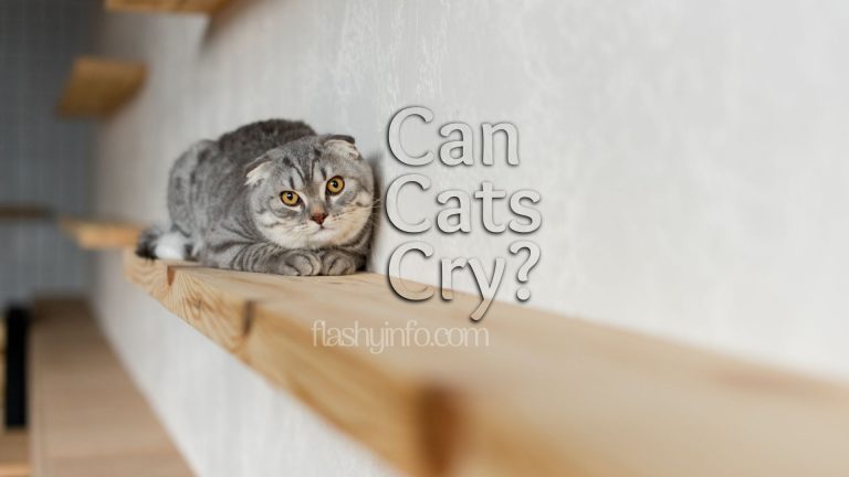Can Cats Cry When They are Sad