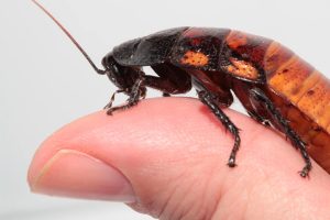 Are Cockroaches Harmful?