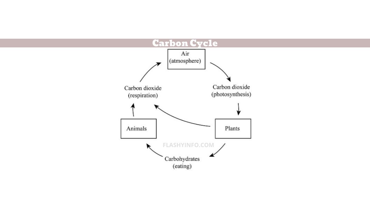 What Role Does Cellular Respiration Play in the Carbon Cycle