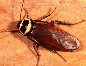Australian Cockroaches, Do Australian Cockroaches Fly?