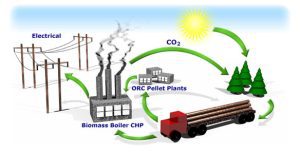 How Biomass Can Generate Energy?