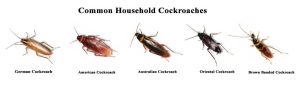 Flying Cockroach Species