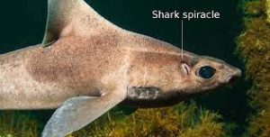 Where Does Spiracle of Shark Exist?