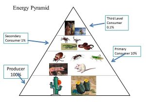 Upright Biomass Pyramid of Biomass or Biomass Energy Balance