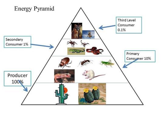 Pyramid of Biomass - Definition and Examples - Flashy Info