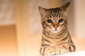Can Cats Cry Like Humans Do?
