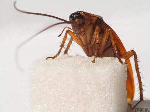 What Do Cockroaches Eat?