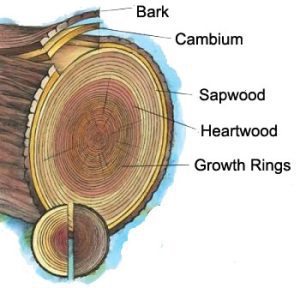 Anatomy of Tree Species