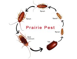 Australian Cockroach Life Cycle