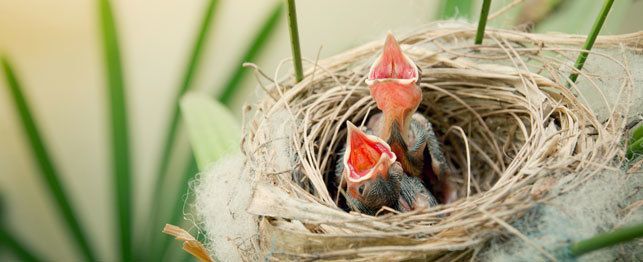 Why Would a Mother Bird Leave the Nest?