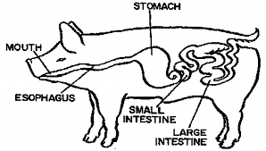 pigs digestive system
