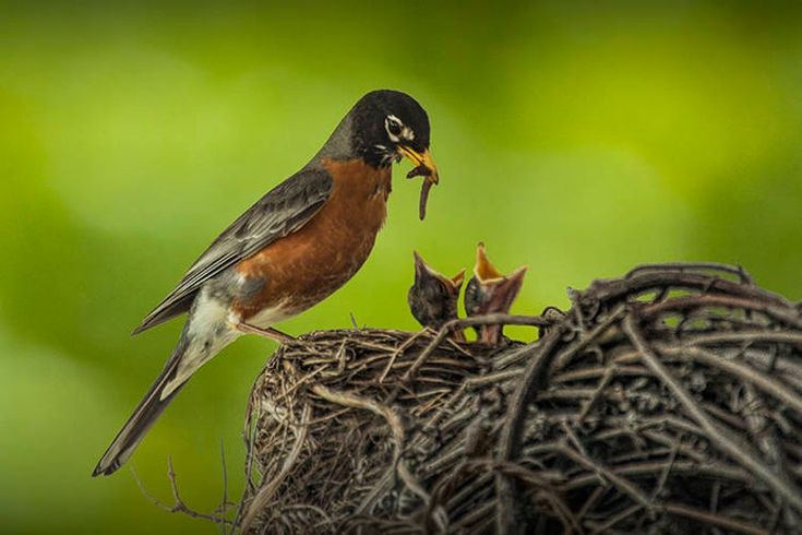 Does Mother Bird Abandon Her Babies? All Traits & Symbolism of Mother Bird