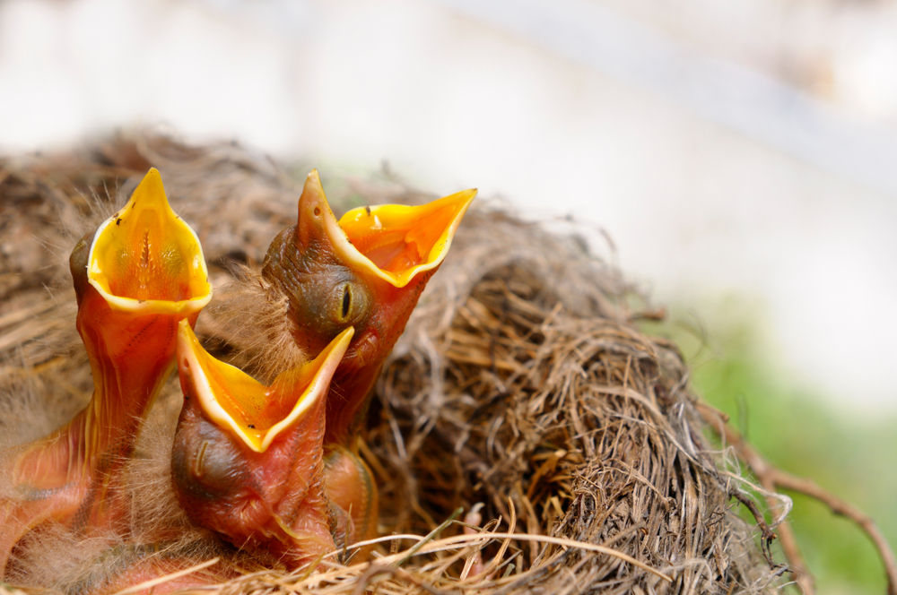 Why Mother Birds Abandon Their Young Babies
