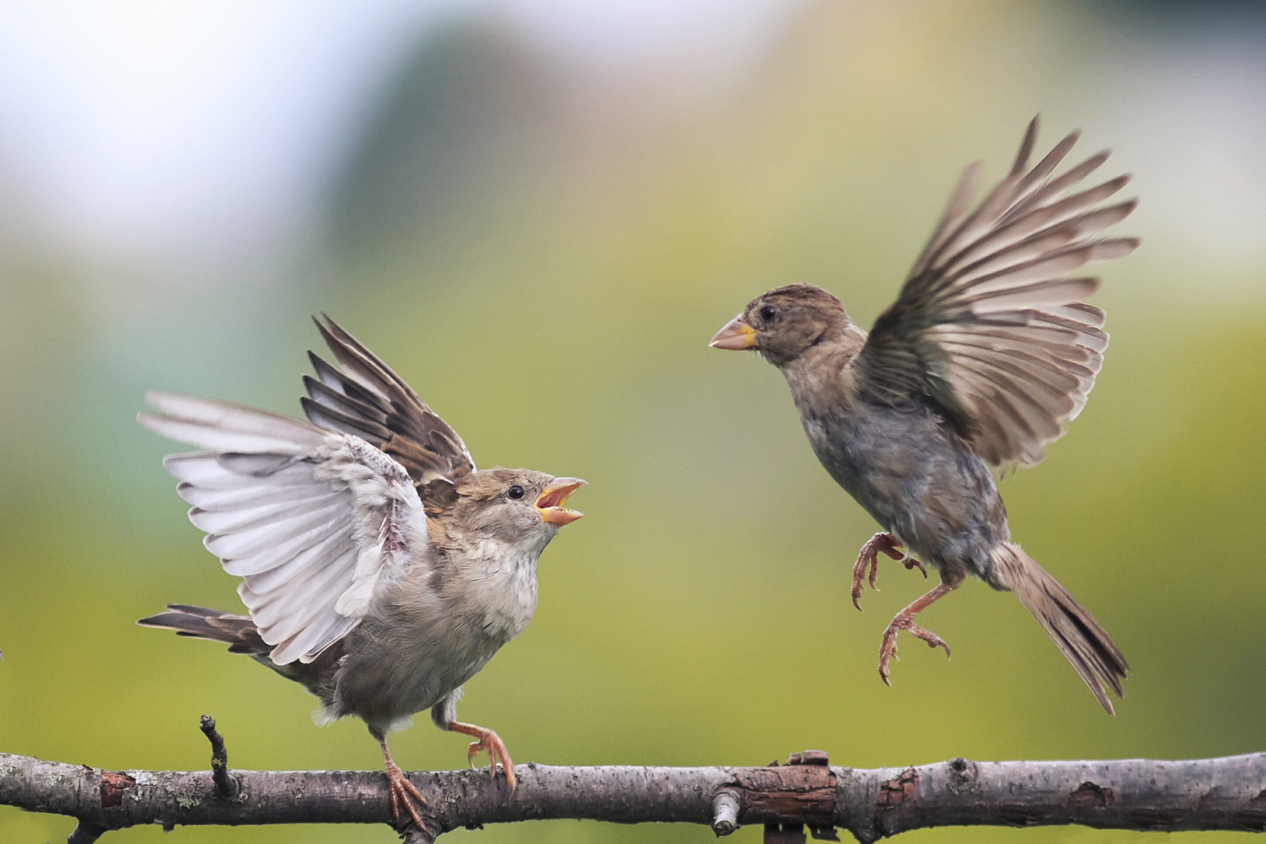 Mother Bird Teaching Babies to Fly