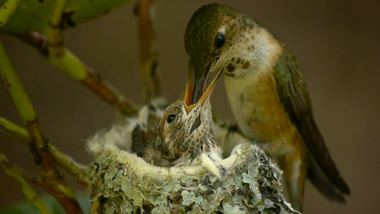How does a mother bird feed her babies?