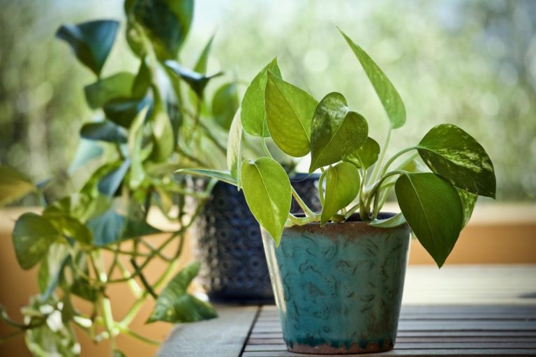 Grow Where You’re Planted: How to Start Growing Plants as a Hobby