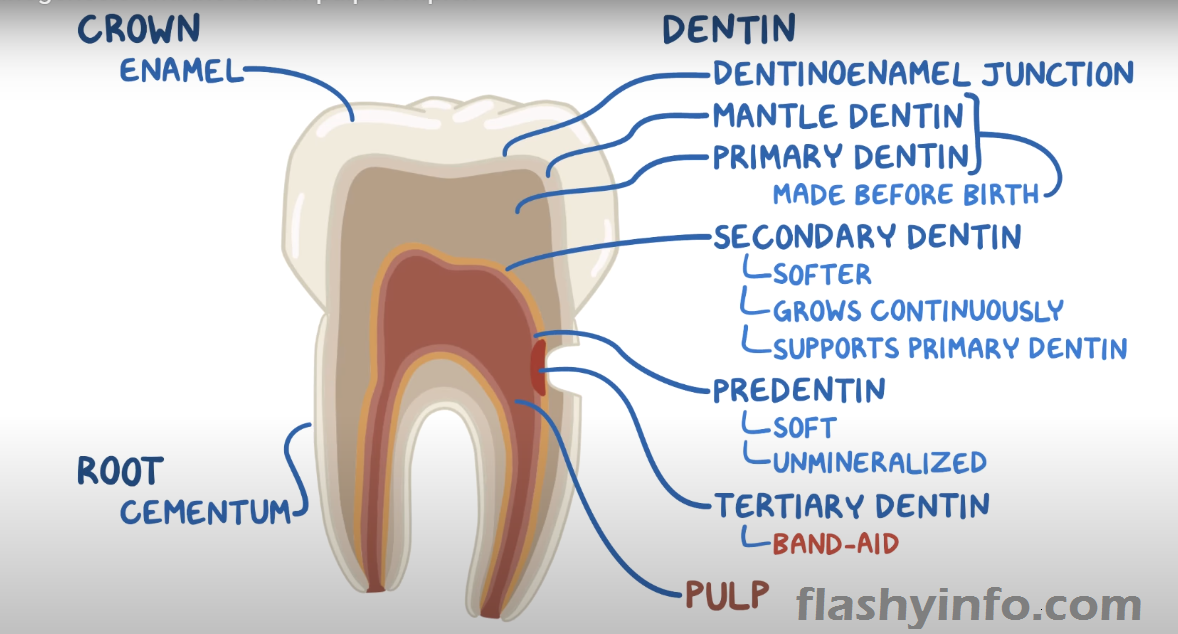 There are three forms of dentin