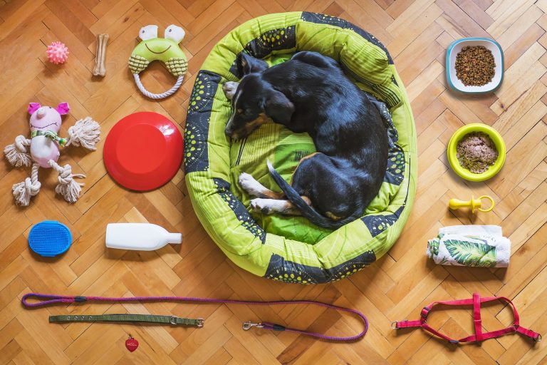 Essential Pet Accessories for Modern Pet Owners: Balancing Comfort and Style